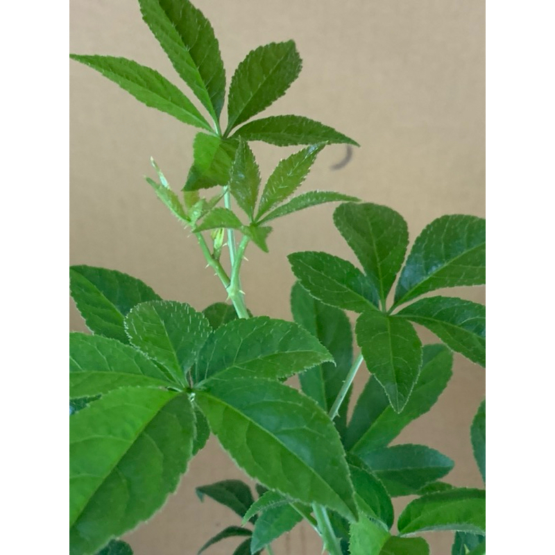 🌸植plant&flowet~刺五加 五加蔘 西伯利亞人蔘 | 蝦皮購物