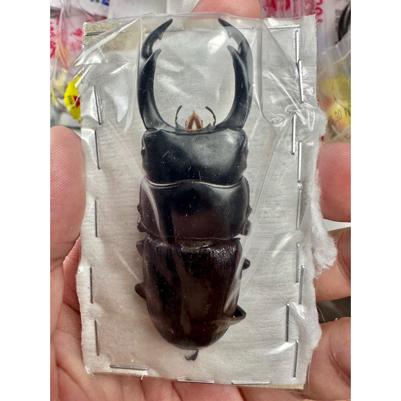 昆蟲標本（死的非活體） Dorcus ritsemae setsuroi 68+ 菲律賓產 | 蝦皮購物