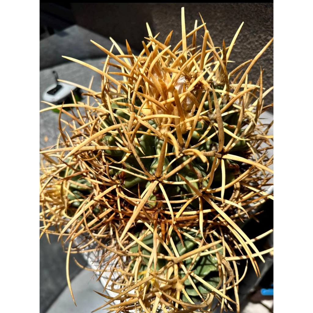 塊根英雄】金刺大龍冠種子Echinocactus polycephalus golden spine/仙人掌科金琥屬| 蝦皮購物