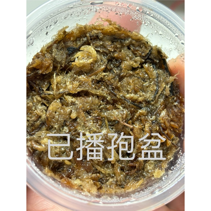 神獸的產地P.Alcicorne dwarf 侏儒馬圓鹿角蕨孢子盆已播孢盆母株