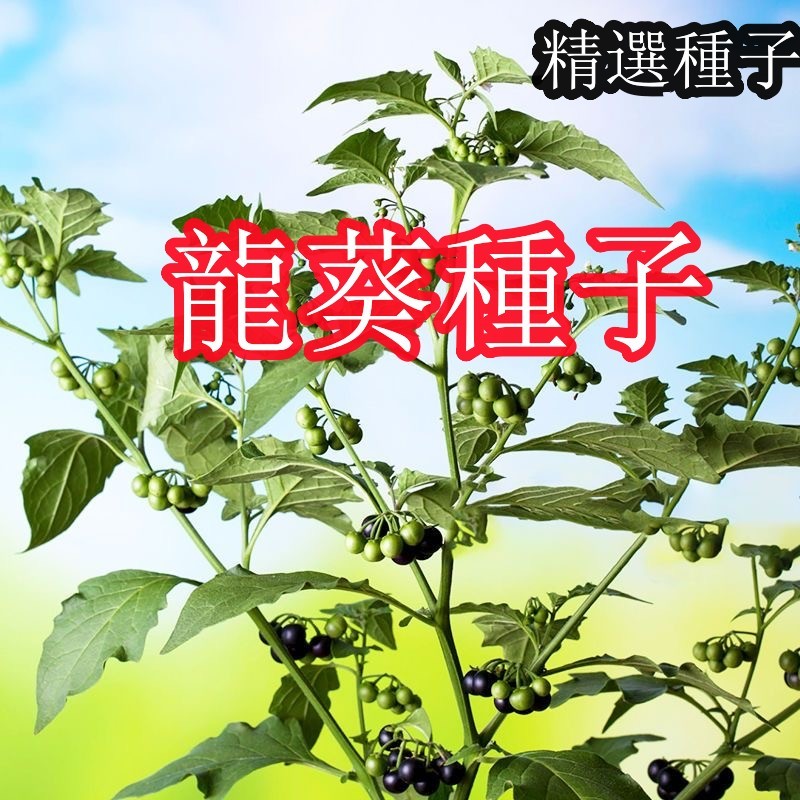 【龍葵種子】 四季種植 四季黑星星野海椒石海椒野傘子黑天天種子 龍葵果種子漢方特色種子 不發芽全額退款 | 蝦皮購物