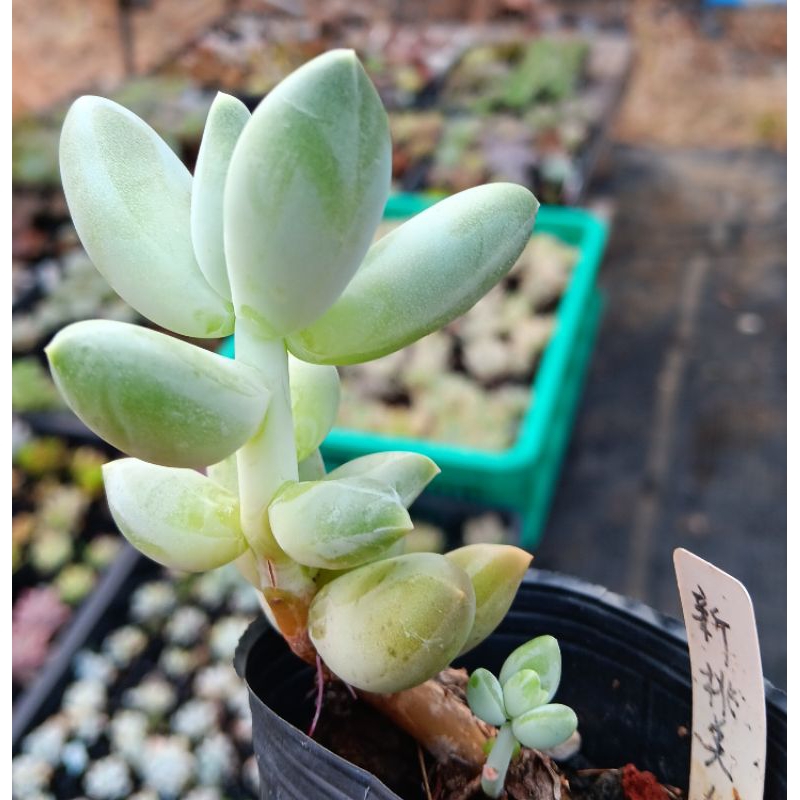 桃美人 多肉 多肉植物 新桃美人 2寸盆