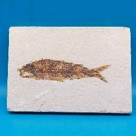 魚化石5000萬年前（始新世代） Fossil Fish 古魚化石古生物化石早期