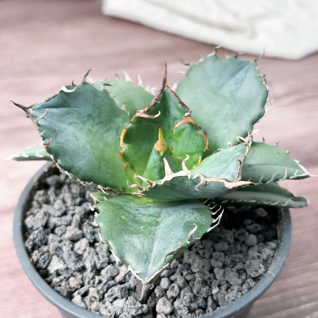 ≡植綠人生≡🌴白鯨嚴龍🌴4吋Agave titanota White Whale│龍舌蘭科