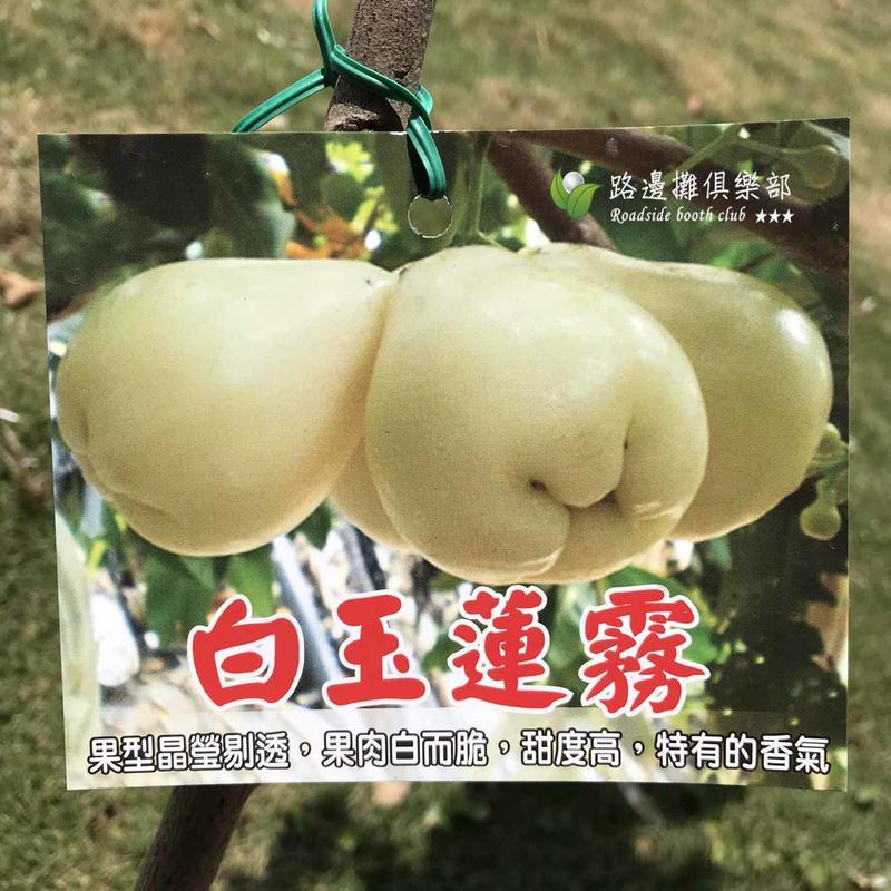 白玉蓮霧高約90cm 勿直接下標高壓苗白蓮霧蓮霧苗樹苗盆栽非泰國