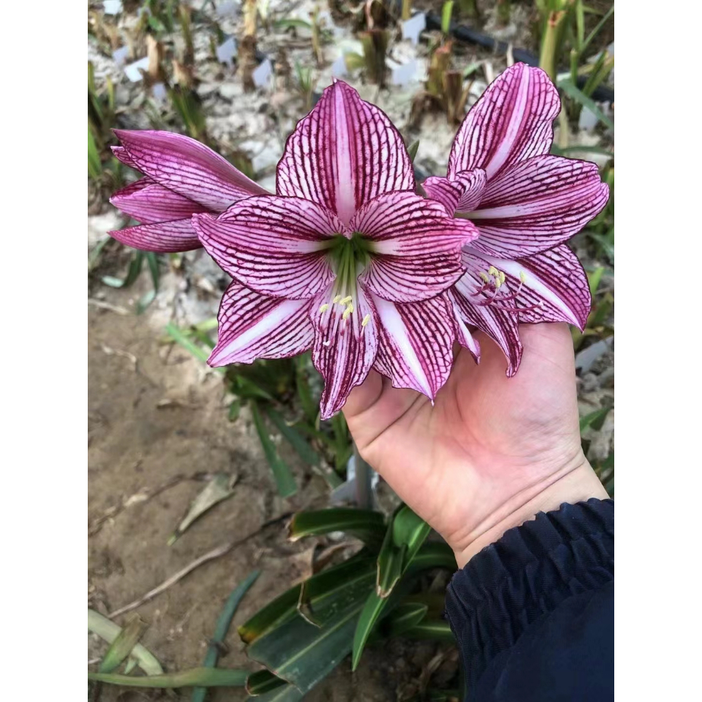 重辦朱頂紅新種】百萬博主推薦花卉種子超好養孤挺花種子高發芽率