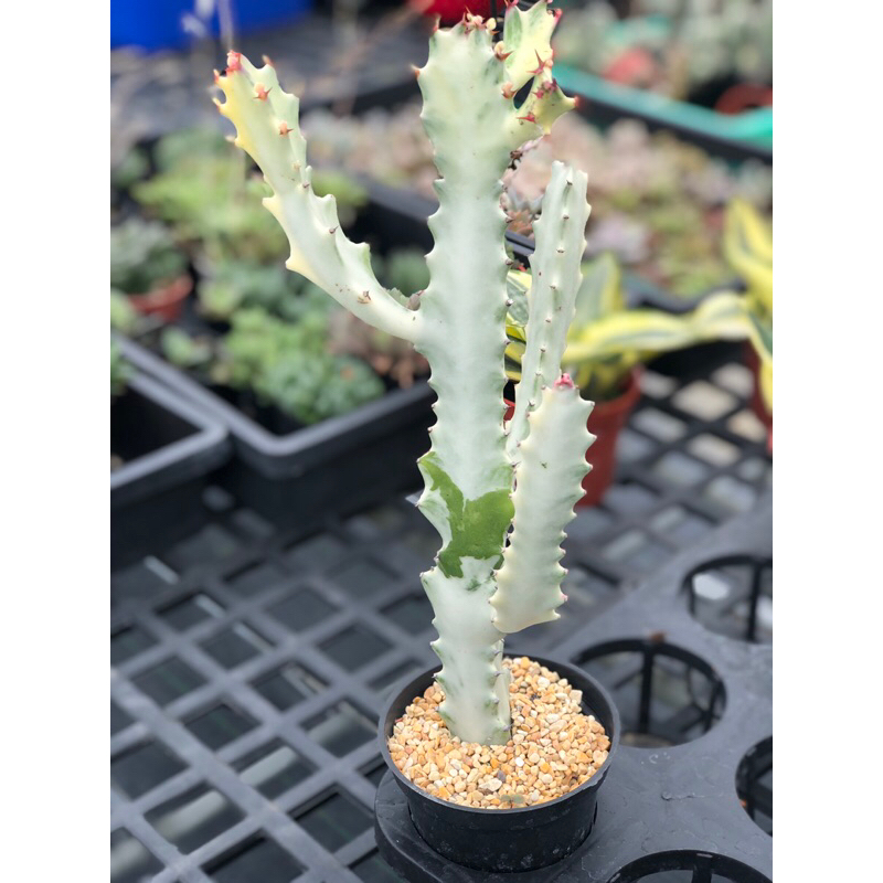 Ling's Succulent/龍骨錦/帝國錦/仙人掌/三吋盆/白帝錦 | 蝦皮購物