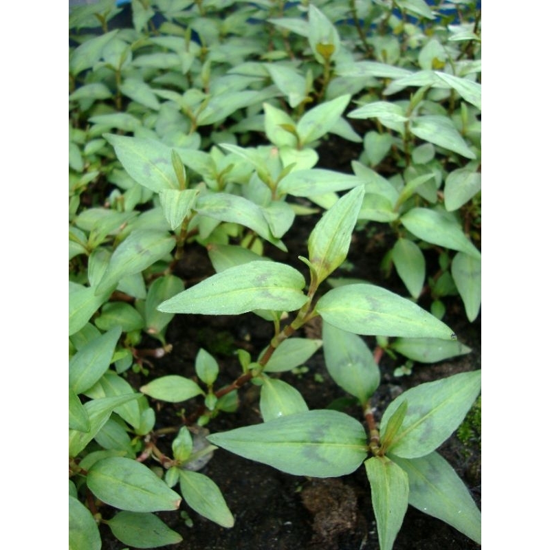 #cây giống rau râm 35 khoai y hình | 蝦皮購物