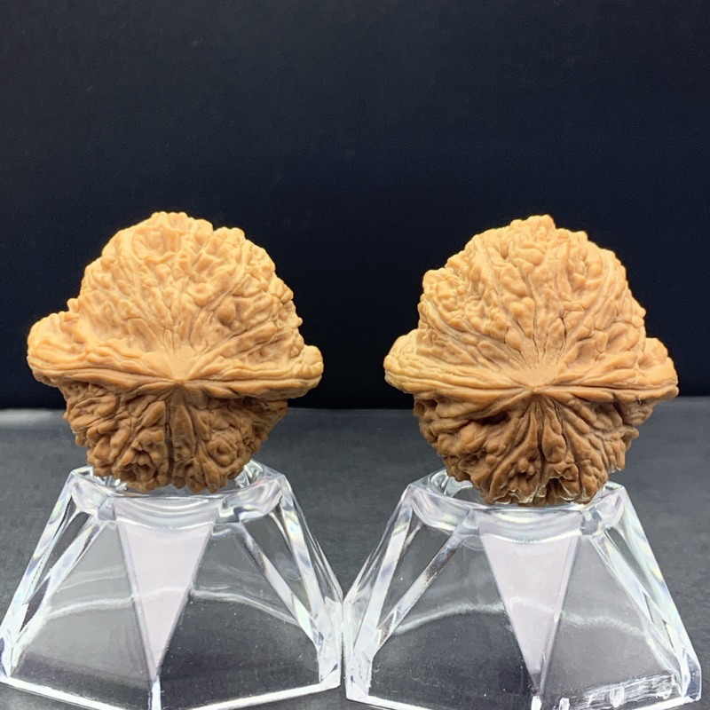 文玩核桃核中貴族血麒麟33,34/33/33 雪麒麟特價| 蝦皮購物