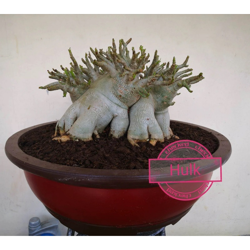 Adenium arabicum Hulk沙漠玫瑰•浩克·泰國品種 | 蝦皮購物
