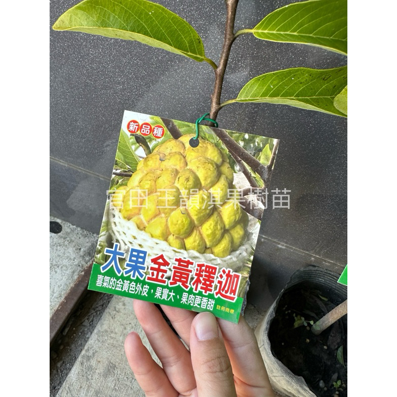 農夫世家］新品種大果釋迦嫁接苗可盆栽大旺鳳梨釋迦榴槤釋迦台東大目釋迦金黃釋迦澳洲紅皮釋迦果樹苗| 蝦皮購物