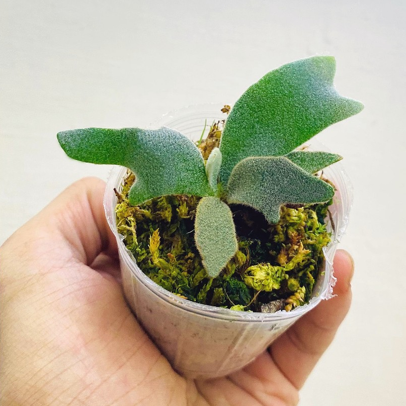 侏儒爪哇-玉女鹿角蕨P. willinckii 'Jade Girl' sporeling 鹿角 侏儒爪哇-玉女鹿角蕨P. willinckii 'Jade Girl' sporeling 鹿角