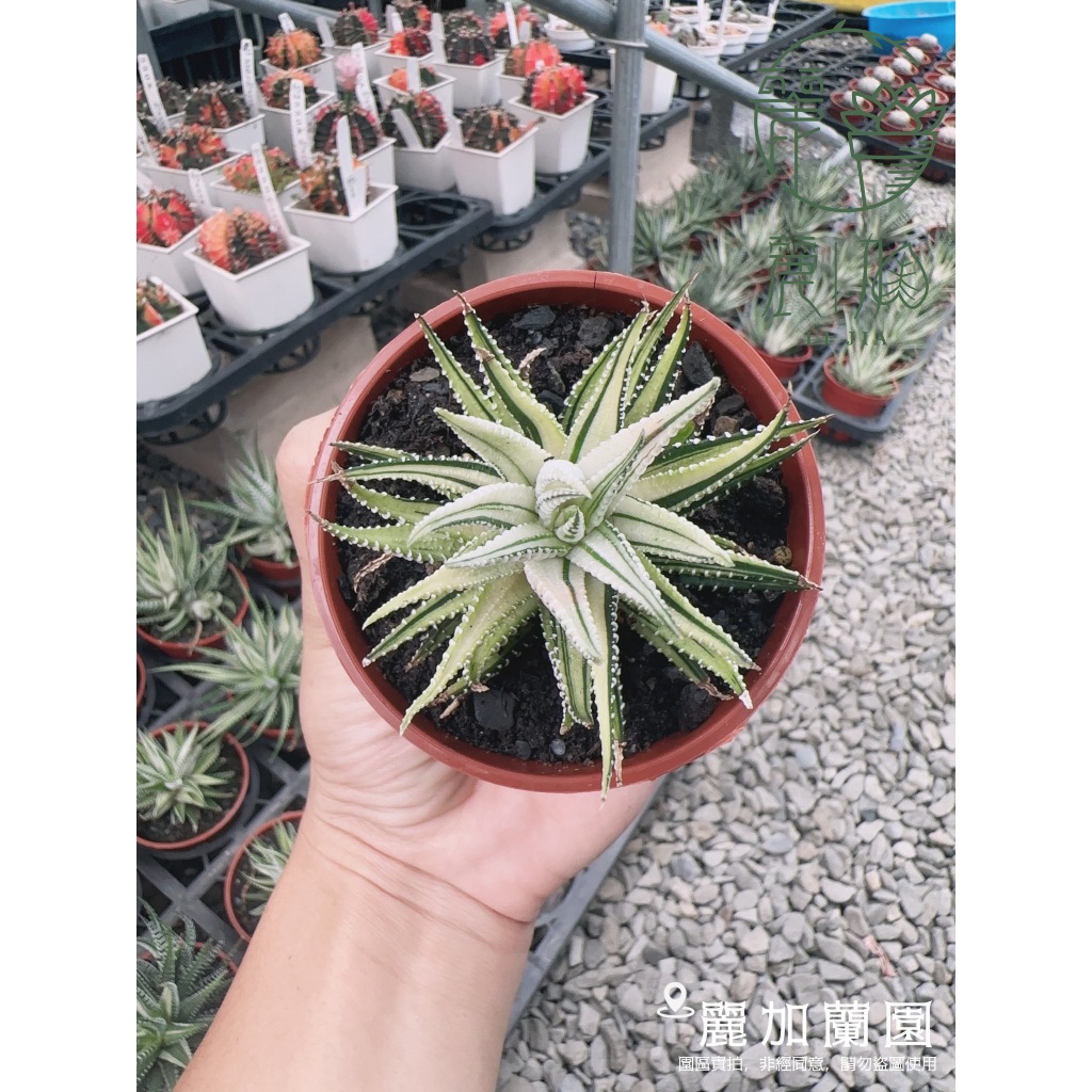 麗加-超太白錦-親挑現量美斑出貨！(十二之卷錦)多肉植物、大白錦、百合