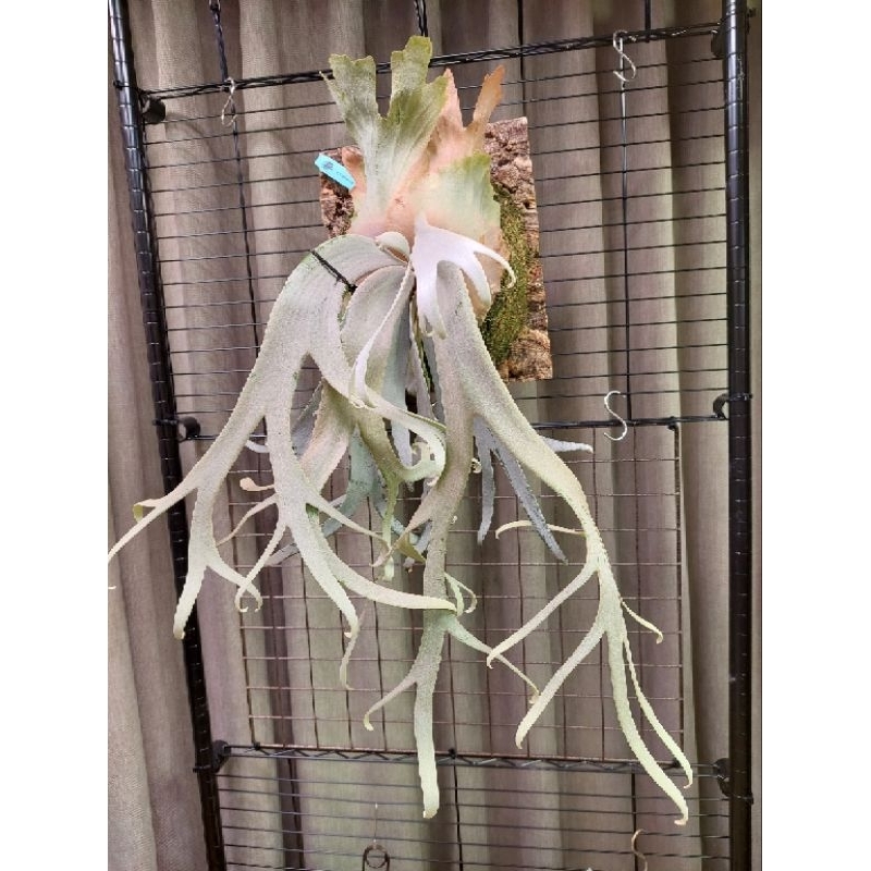 興鹿園零爪哇鹿角蕨現拆3吋正側芽( P.Willinckii Zero) | 蝦皮購物