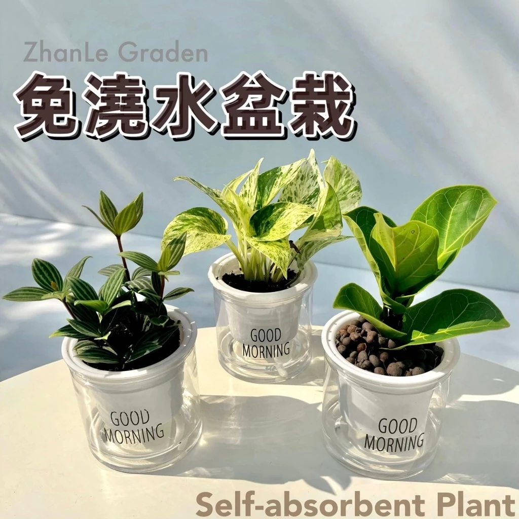 吸水盆栽 免澆水盆栽 吸水盆 室內植物 觀葉植物 虎尾蘭蔓綠絨琴葉榕圓葉椒草龜背芋竹芋福祿桐毬蘭山蘇黃金葛粗肋草 辦公室