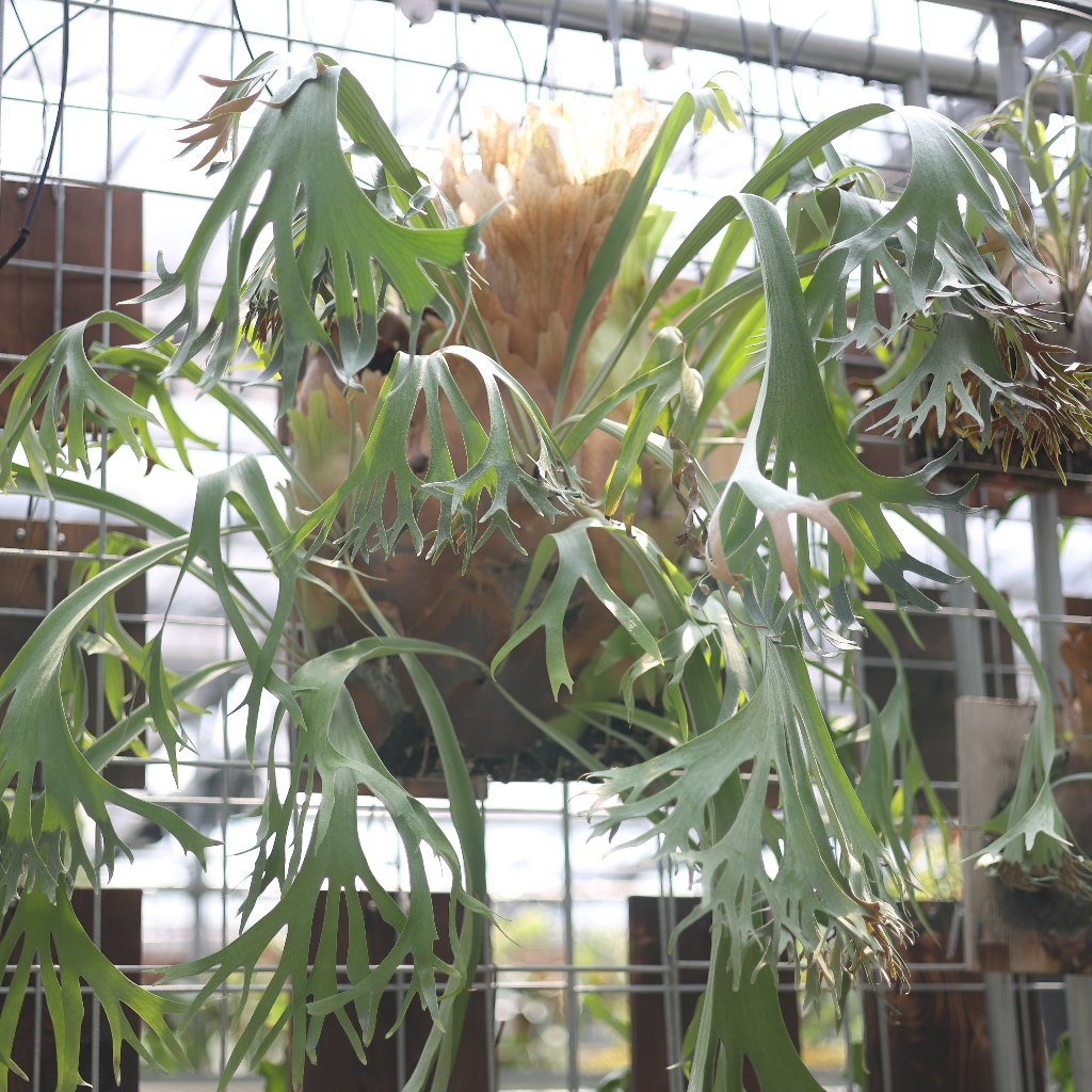 千手觀音Platycerium SS foong(TC) 鹿角蕨3吋盆苗【阿金的便秘花園