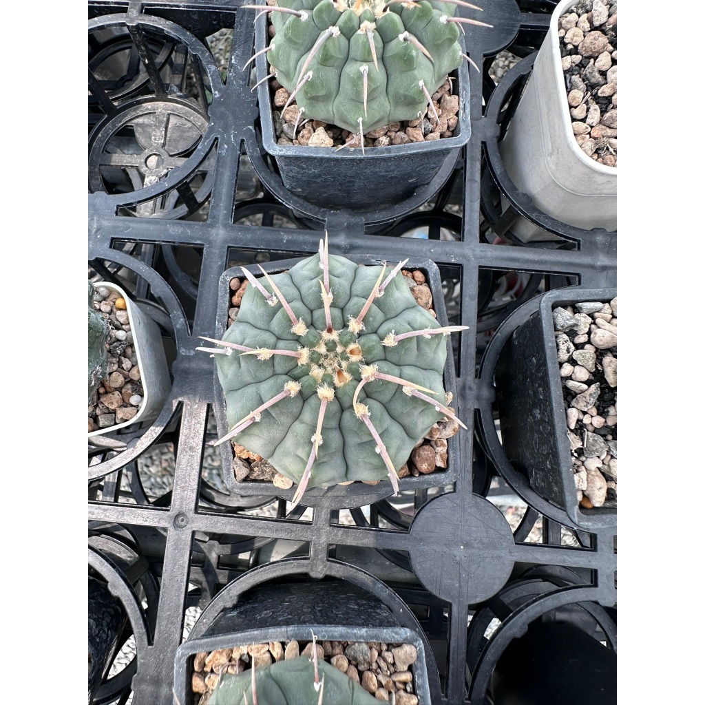 麗加-一本刺-純種單刺座個體-特選單品-稀有仙人掌-多肉植物-仙人掌、仙人球-圖約7cm盆-現貨三盆都超美! | 蝦皮購物