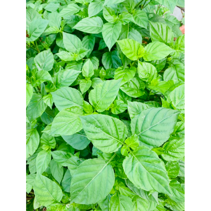赤道櫻草 日本枸杞 枸杞菜 活力菜 日本黑豬菜 無農藥種植 | 蝦皮購物