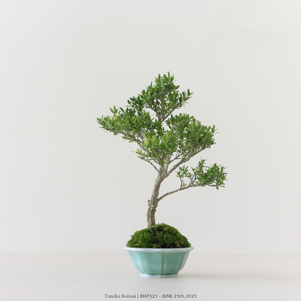 Tanaka Bonsai】BHP521 雀舌黃楊盆景（不含名片架）｜雜木盆栽| 蝦皮購物