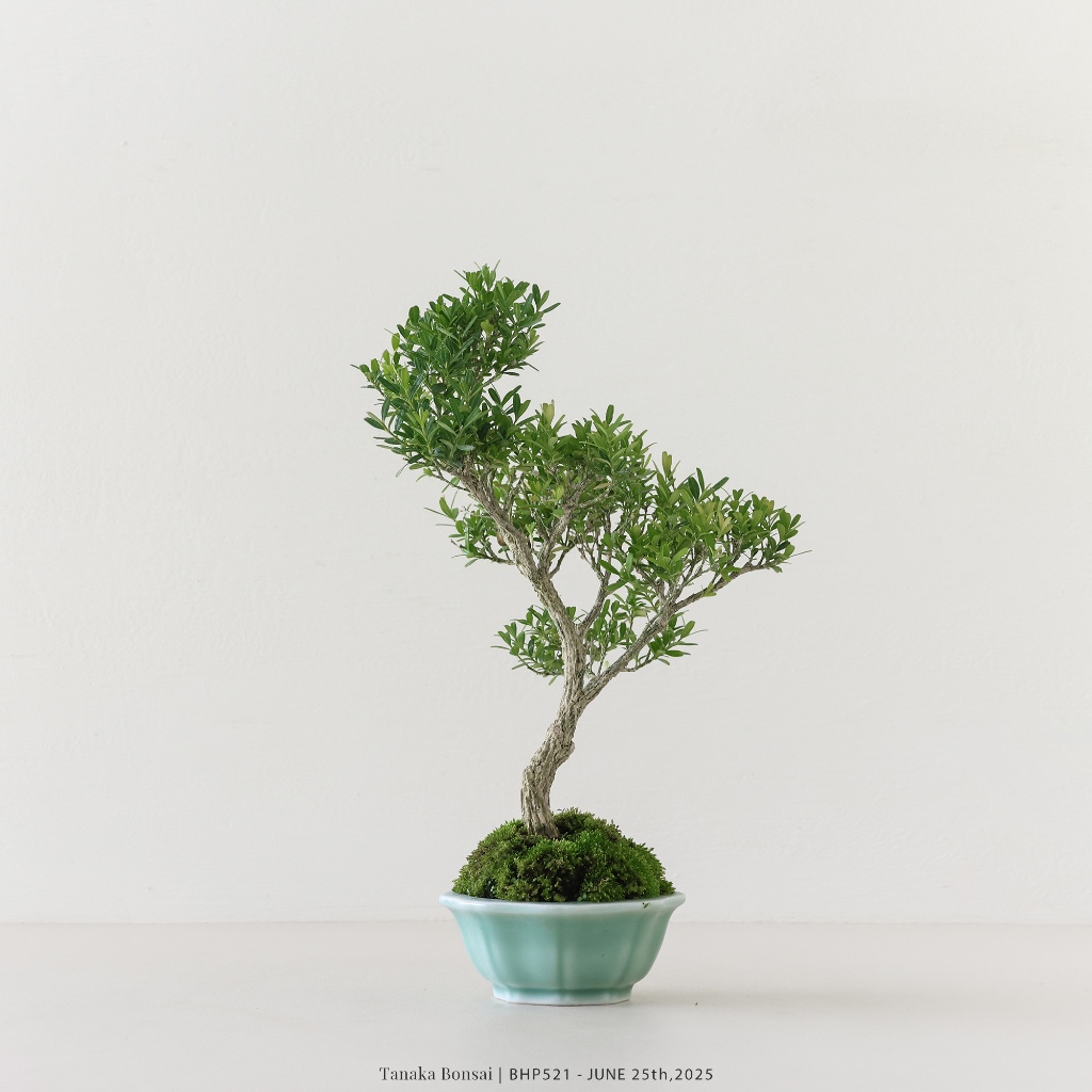 Tanaka Bonsai】BHP521 雀舌黃楊盆景（不含名片架）｜雜木盆栽| 蝦皮購物
