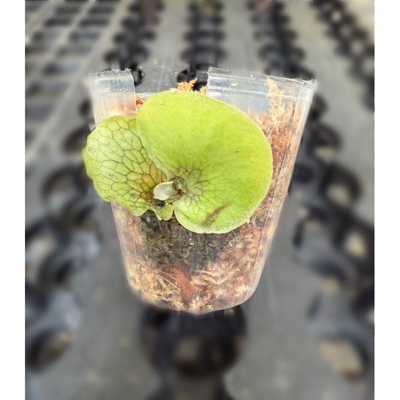 🌈可挑，非組培🌈【悸動の感蕨】Platy. hillii cv Fujin 風神