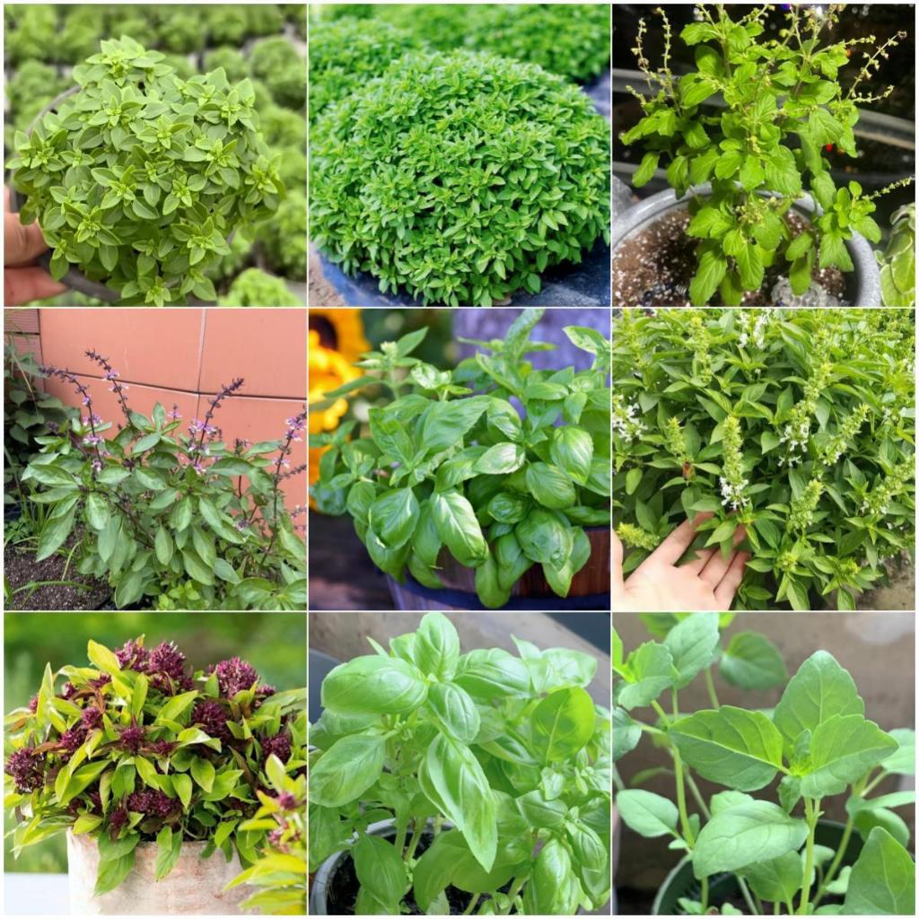 🌿（10款羅勒種子）🌿農家香料種子 香草九層塔種子 食用金不換 驅蚊淨化空氣 四季常青植物種子 陽臺庭院盆栽防蚊植物種子 | 蝦皮購物