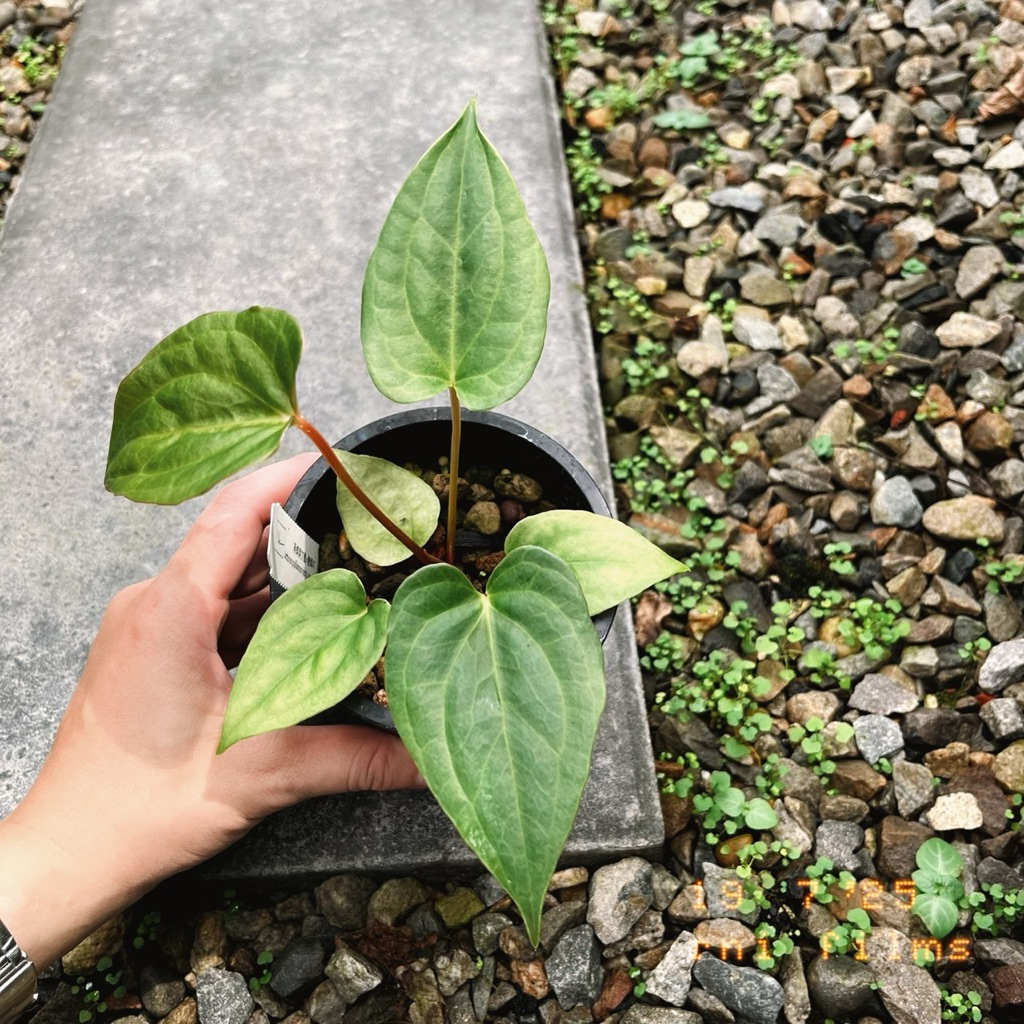 Anthurium papi x Luxurians 【大株】 Anthurium papi x Luxurians 【大株】 アンスリウム ルクスリア