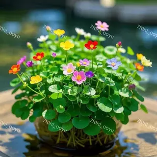 最新7款可選 希有品種【銅錢草種子】招財綠植 會開花銅錢草種子 陽台室內庭院四季盆栽可種 水養金錢草種籽可水培土培種植