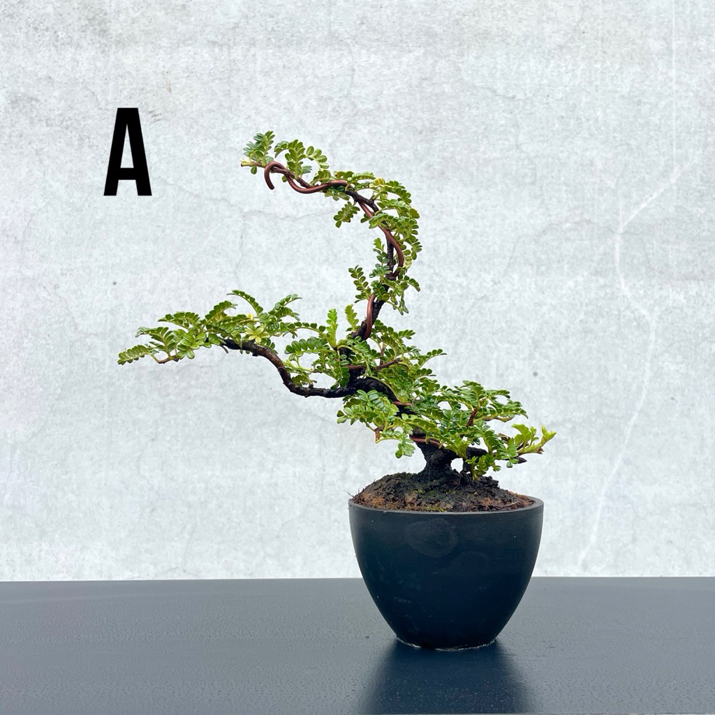 野趣小品盆栽》姬山椒．磯山椒| 蝦皮購物