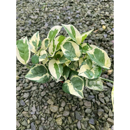 黃金葛系列 白 3吋盆