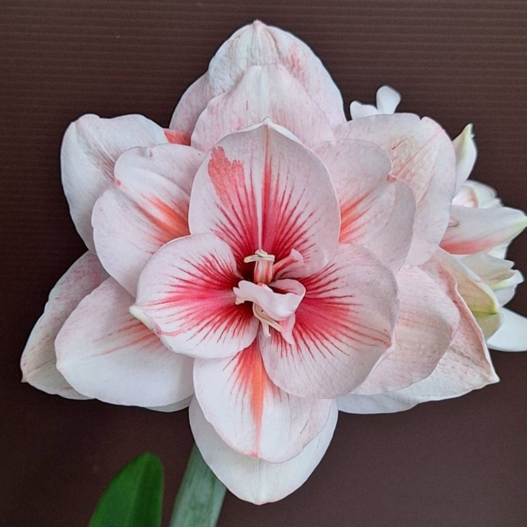 澳洲孤挺花 蘭尼Rhani | 蝦皮購物