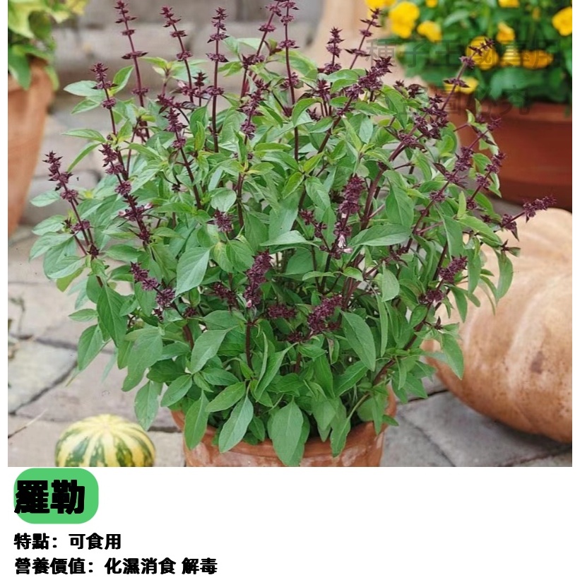 熱銷🥬九層塔種子（羅勒） 密葉紫葉羅勒丁香羅勒種子濃香型驅蚊香料種子荊芥羅勒特色農家蔬菜種子香料種子新手好養 | 蝦皮購物