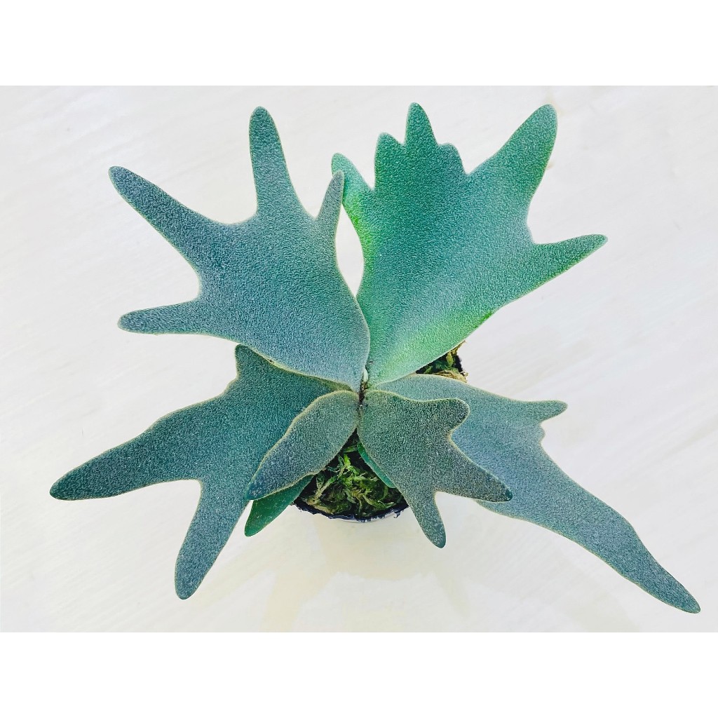 P.willinckii ’Nano’ spore 2202 P. willinckii 'Nano' (spore) | mana's green:塊根植