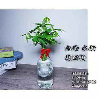 造型 馬拉巴栗 、富貴樹,發財樹,觀葉植物 馬拉巴栗（辮子型） ，水培植物 水培盆 水耕植物
