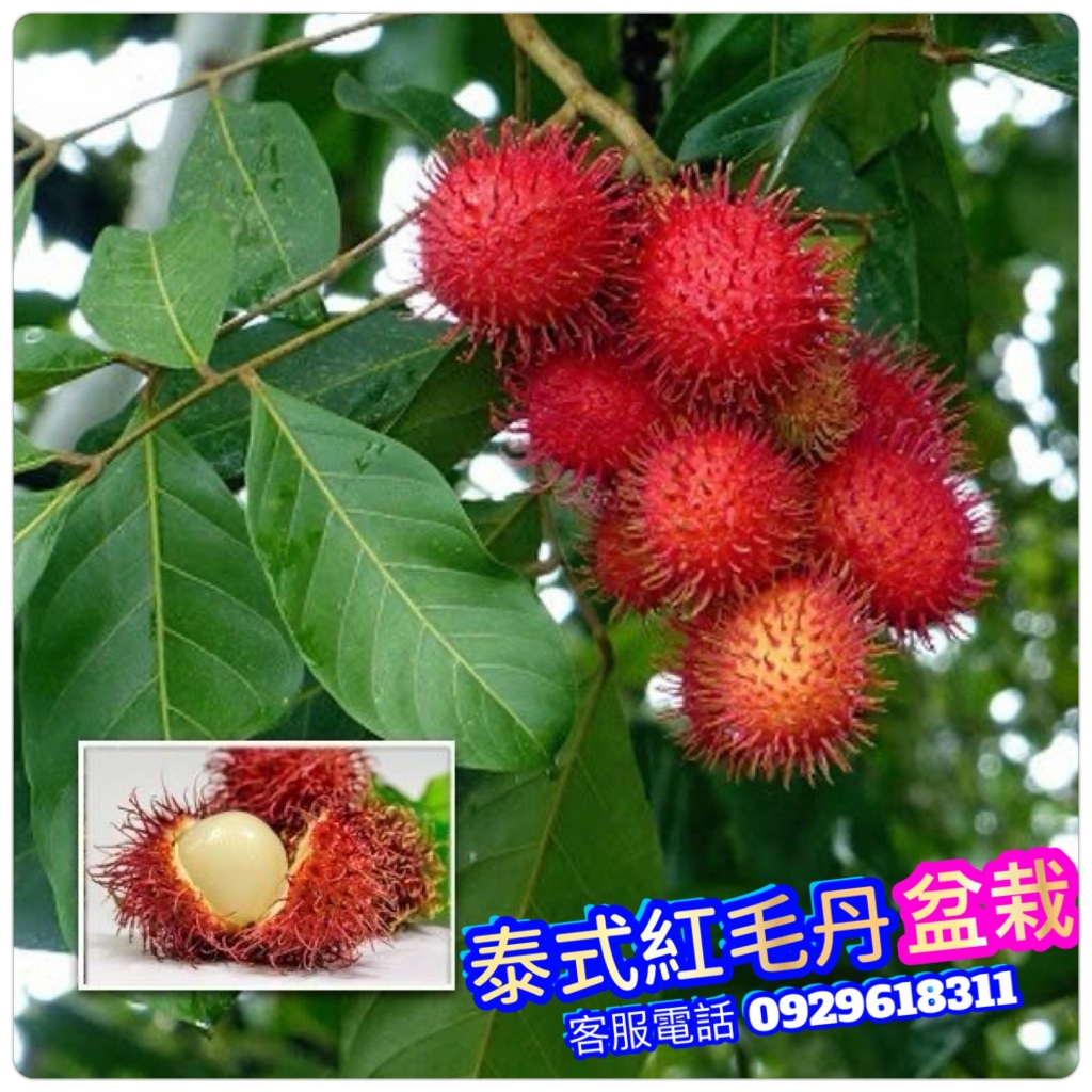 泰國紅毛丹 嫁接.靠接.粗大苗盆栽 紅毛丹 黃毛丹苗 紅毛丹苗 樹苗 果苗 矮化果樹 矮生盆栽 矮化盆栽 水果苗 | 蝦皮購物