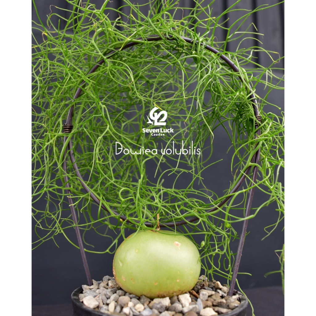 SL's 植物園-大蒼角殿Bowiea volubilis | 蝦皮購物