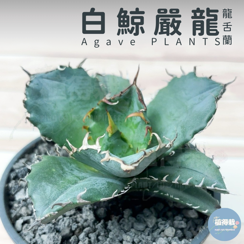 ブ*リ様 19アガベAgave 牡丹葉白鯨 極上強棘陽炎狂刺 大甲蓋球形包葉形 ブ*リ様 19アガベAgave 牡丹葉白鯨 極上強棘陽炎狂刺