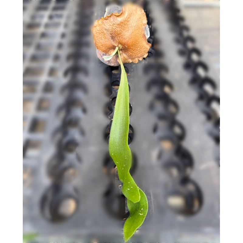 P. Hillii cv. Fujin 風神 Spored Fern➰蕨戀➰Love 』「 Hillii cv. Fujin 」深綠風神鹿角蕨店面裝飾