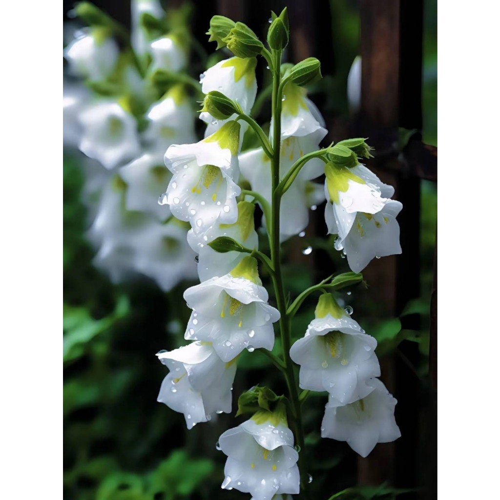 花卉15 47038 | line up 品種ラインナップ | Deliflor Japan デリ