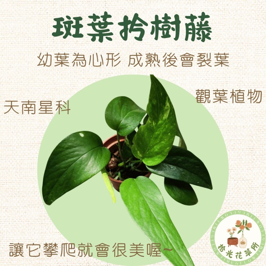 斑葉拎樹藤 天南星科 觀葉植物 斑葉植物 裂葉 雨林植物 | 蝦皮購物