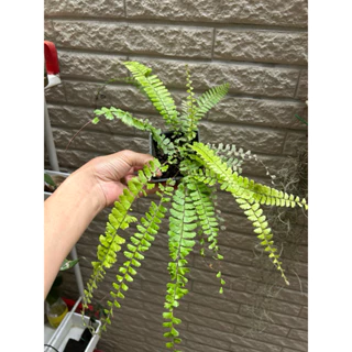 蕨類/鐵線蕨/梅山口/鞭葉