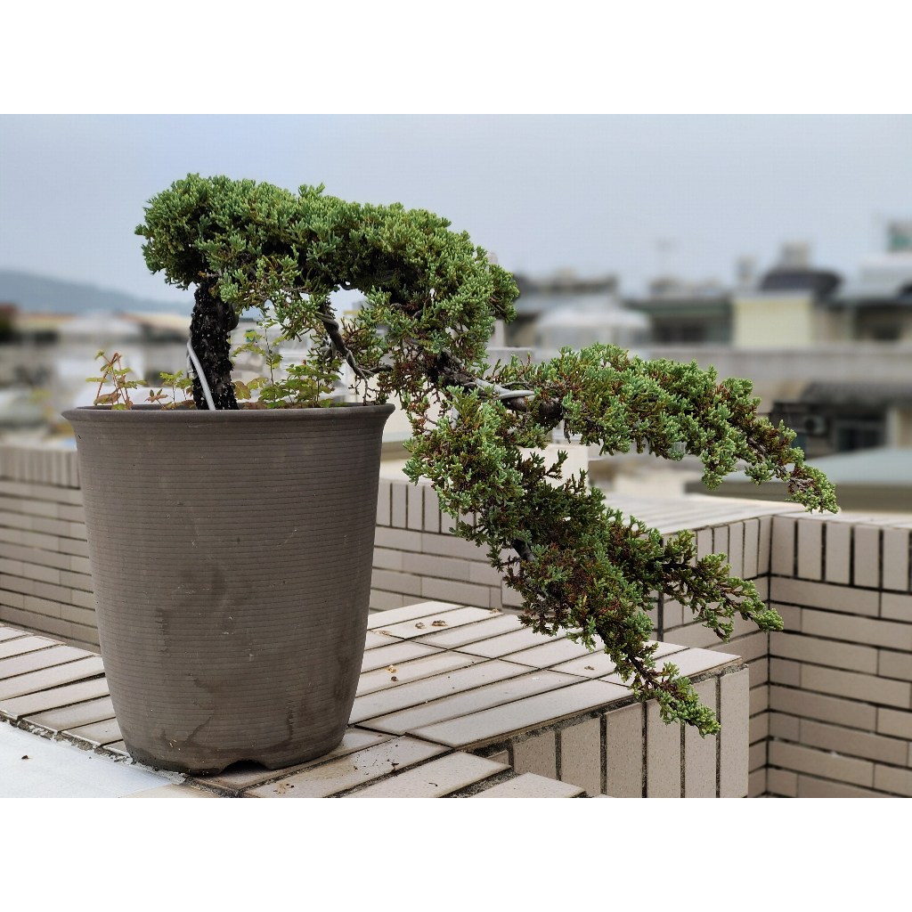 珍珠柏_半懸崖樹型盆景| 蝦皮購物