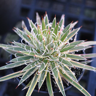 白覆輪- 優惠推薦- 2025年10月| 蝦皮購物台灣