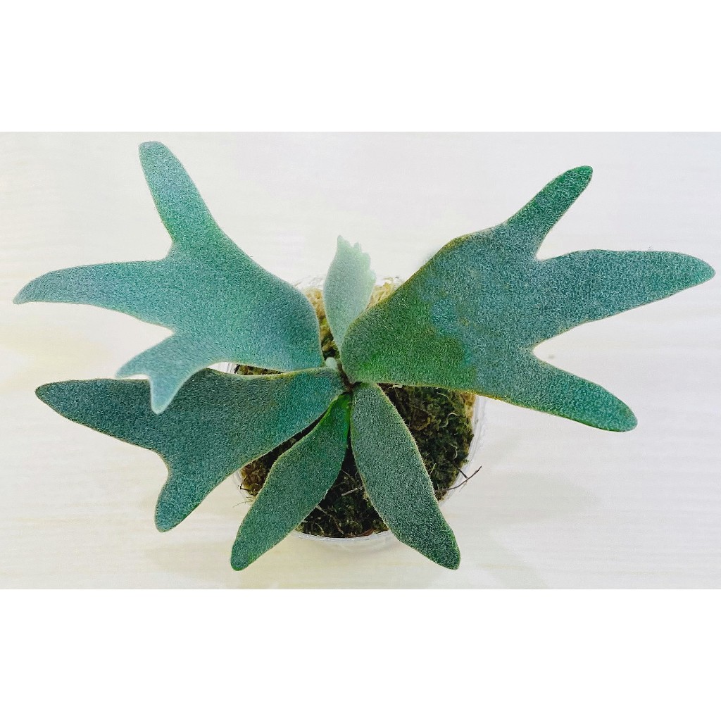 P. willinckii ’Jenny’ TC 327 珍妮孢子苗-P. Willinckii 