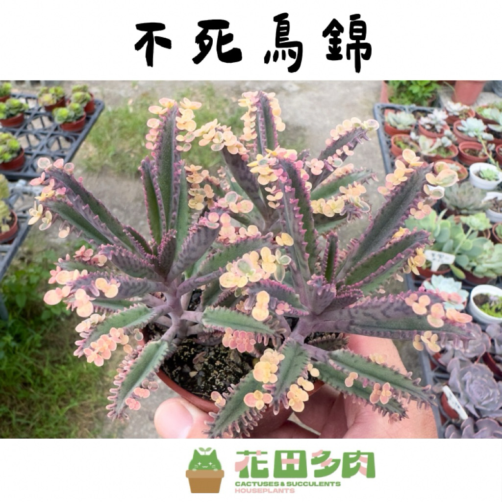 花田多肉》🌵【不死鳥錦】 3吋盆多肉植物/多肉/景天科/戶外植物| 蝦皮購物