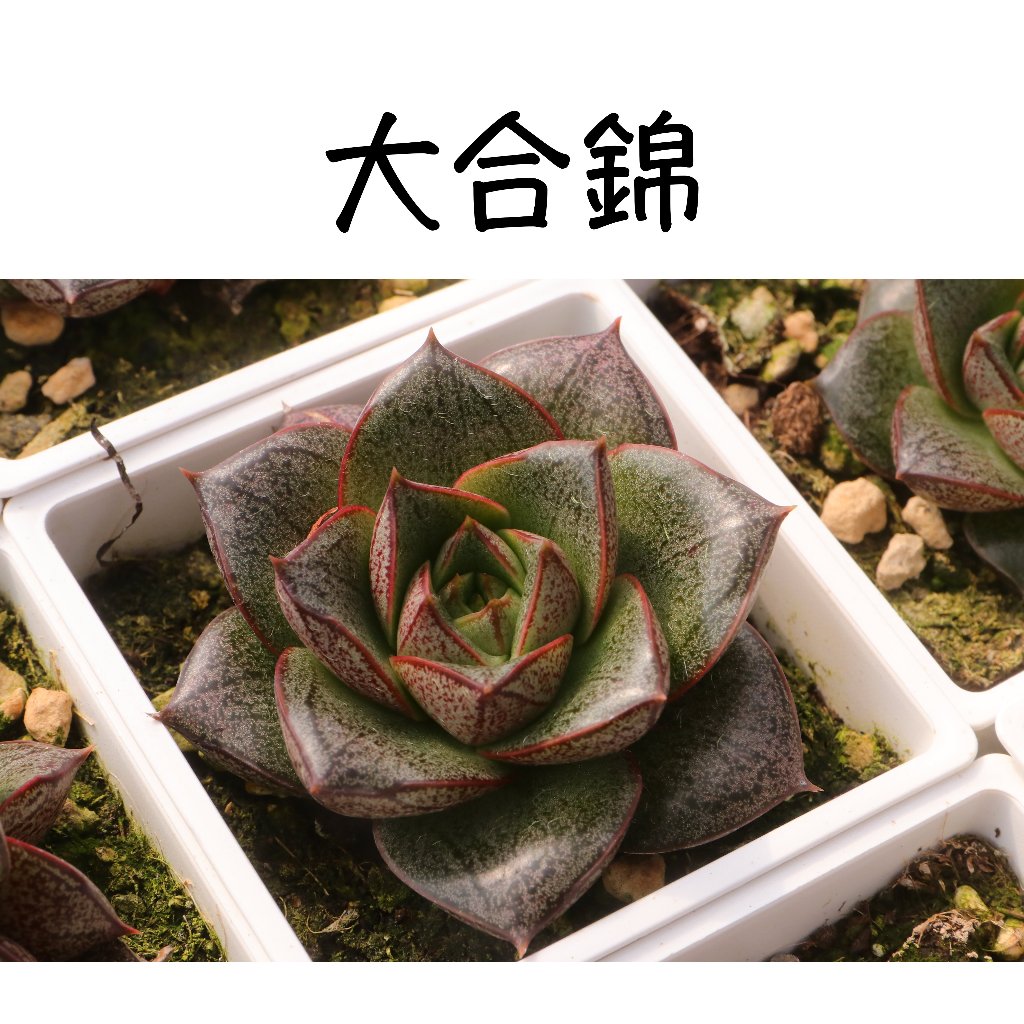 採花 大合錦-多肉植物/療癒盆栽/園藝 | 蝦皮購物
