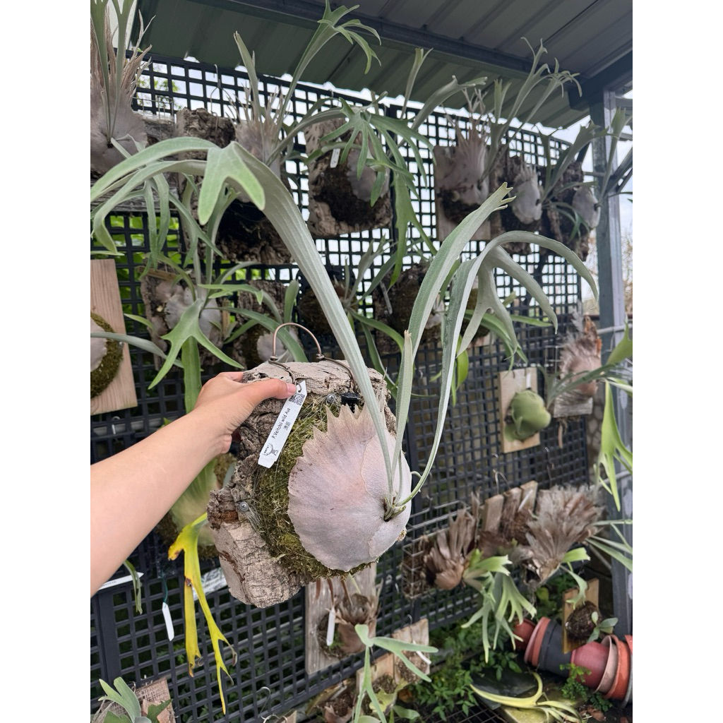 【希少品種】P.veitchii wild Aus#2（OC） P. veitchii “wild AUS high finger” 尖刺冠野銀這款歷久彌新的