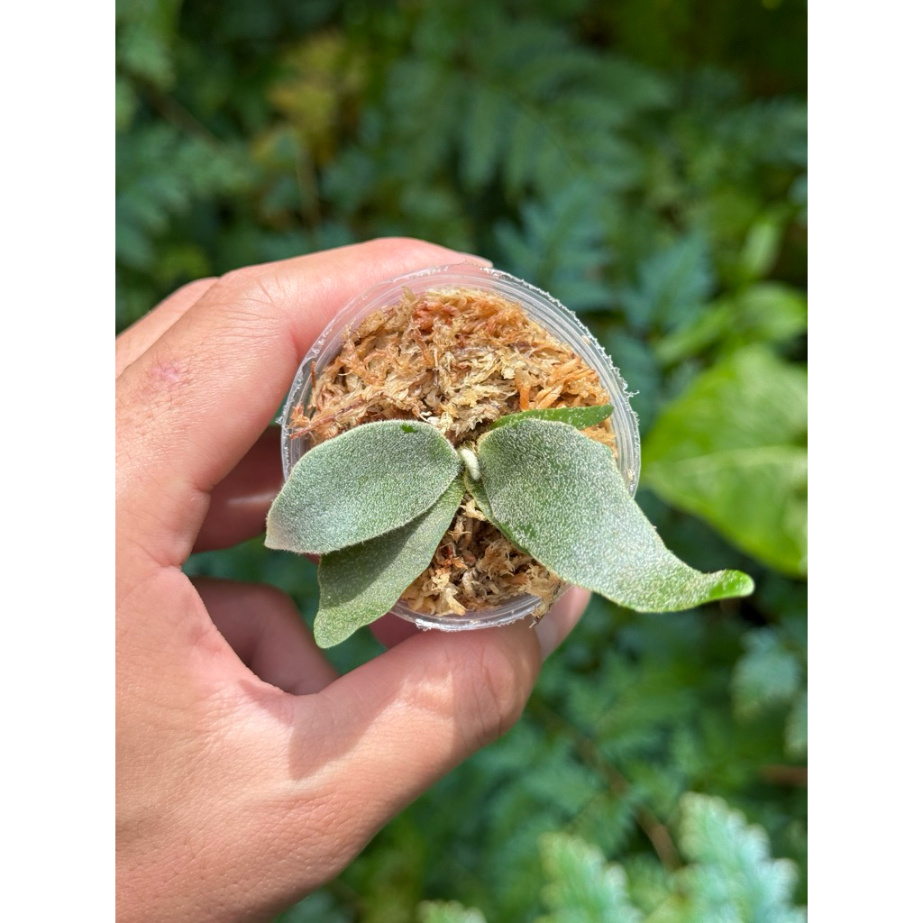 VL800様！メルカリ便！P.willinckii OMG spore 2406 willinckii - 優惠推薦- 2025年9月| 蝦皮購物台灣
