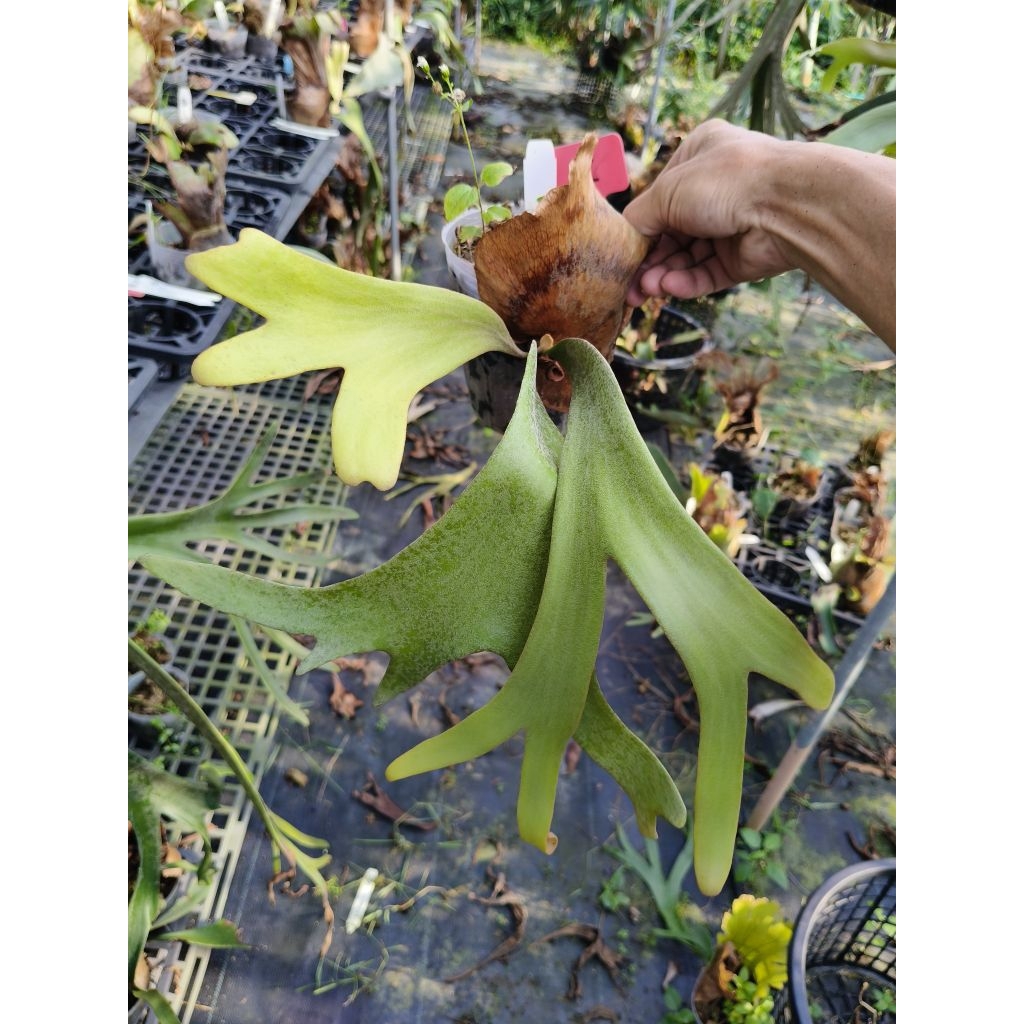 P. willinckii cv. Silvery dwarf sporing #2 侏儒銀爪哇孢子選| 蝦皮購物