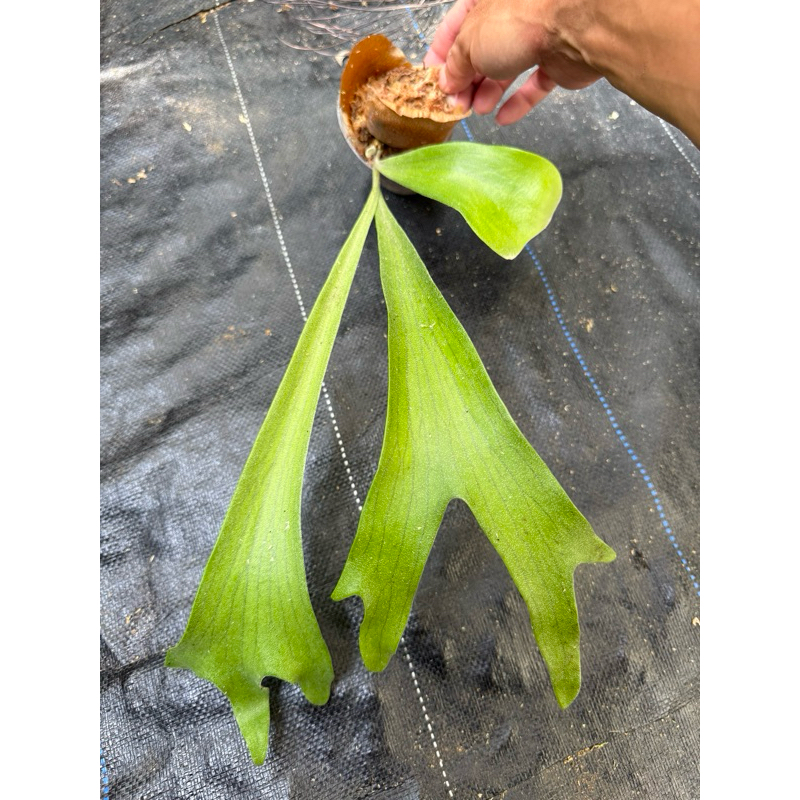 Fern➰蕨戀➰Love 』「 Hillii cv. Fujin 」深綠風神鹿角蕨店面裝飾